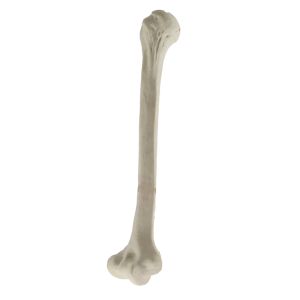 ÚMERO COM CANAL MEDULAR ESPONJOSO IMP - DIREITO - cód. 1021