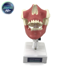 MANEQUIM ORAL MENOR - cód. 11588