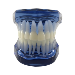 MANEQUIM ORTODÔNTICO - AZUL - cód. 12241