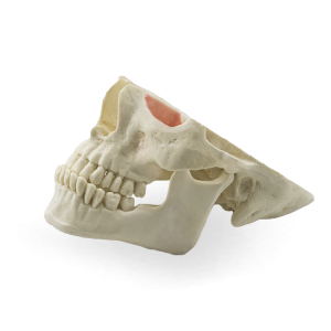 MANEQUIM CLASSE III - cód. 12790