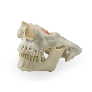 MANEQUIM CLASSE II - cód. 12791