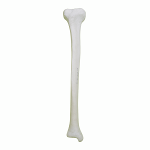 TÍBIA - DIREITA - cód. 2031