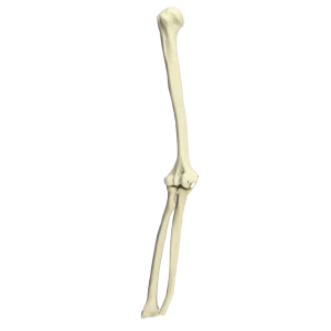 COTOVELO - DIREITO - cód. 3009