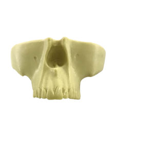 MAXILA COM TODOS OS DENTES E DENTE 28 INCLUSO - cód. 4402 - 01