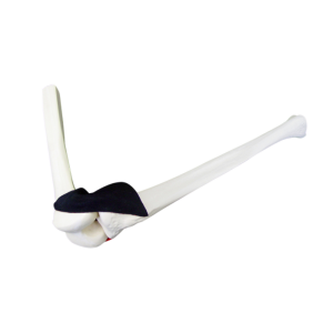 JOELHO COM CÁPSULA PARA ARTROSCOPIA - ESQUERDO - cód. 1010 CA